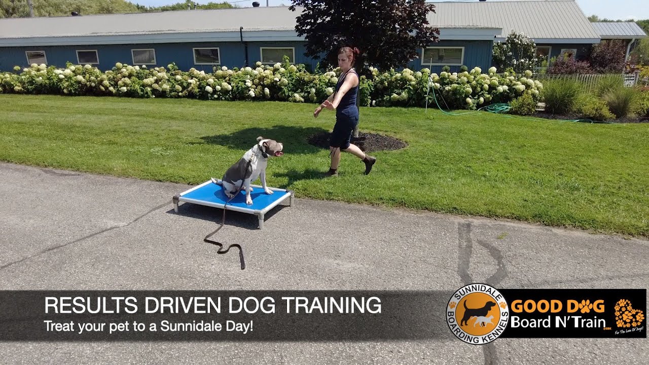 sunnidale dog training
