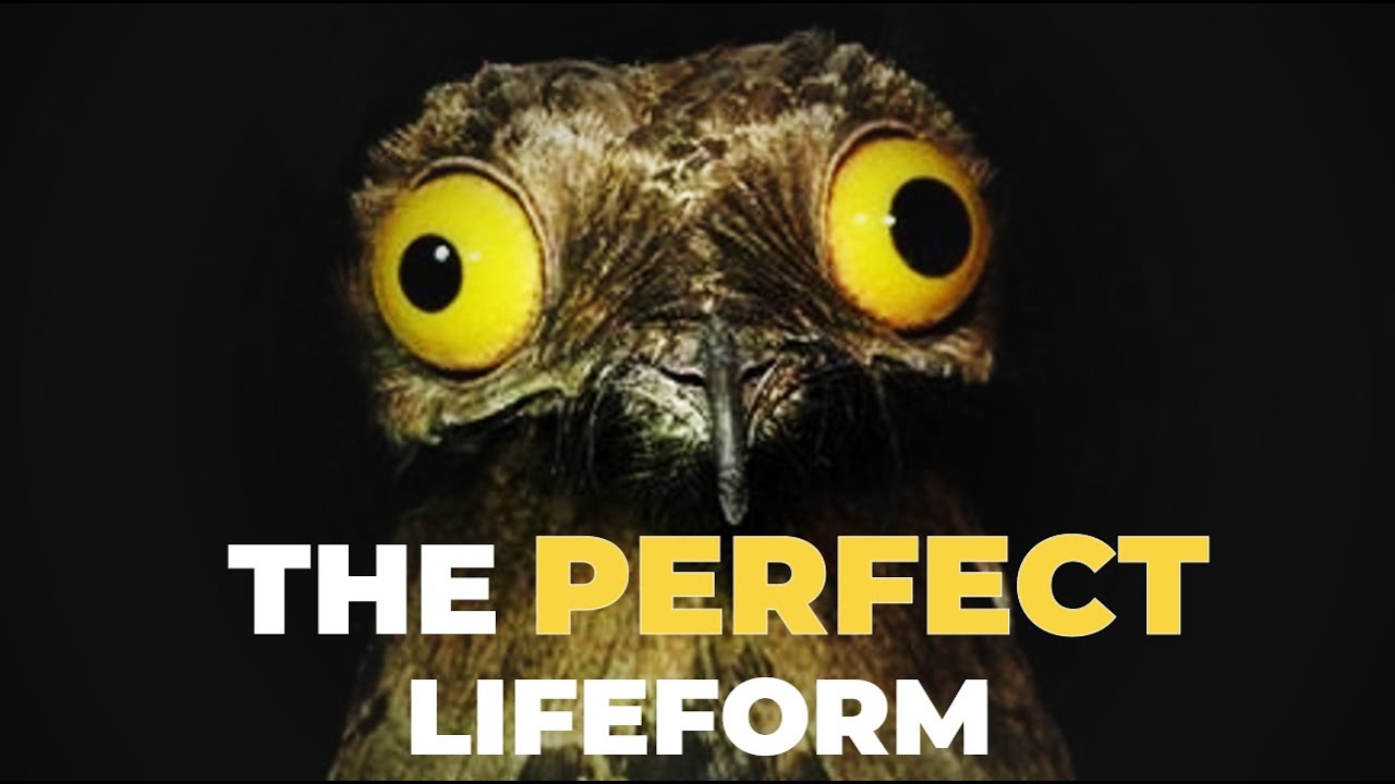 How The Potoo Beat Evolution