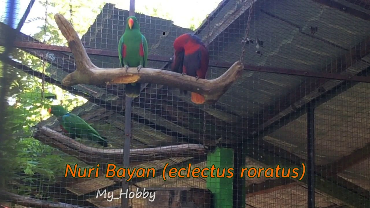 Burung Nuri Bayan Eclectus Roratus Youtube