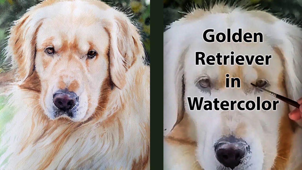 How To Paint A Golden Retriever Dog With Watercolor