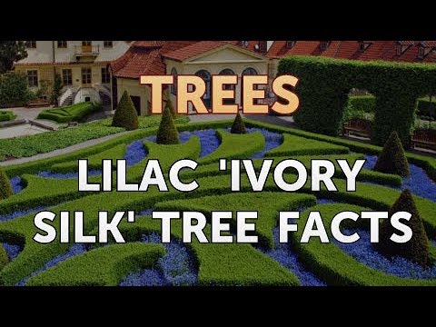 Lilac 'Ivory Silk' Tree Facts
