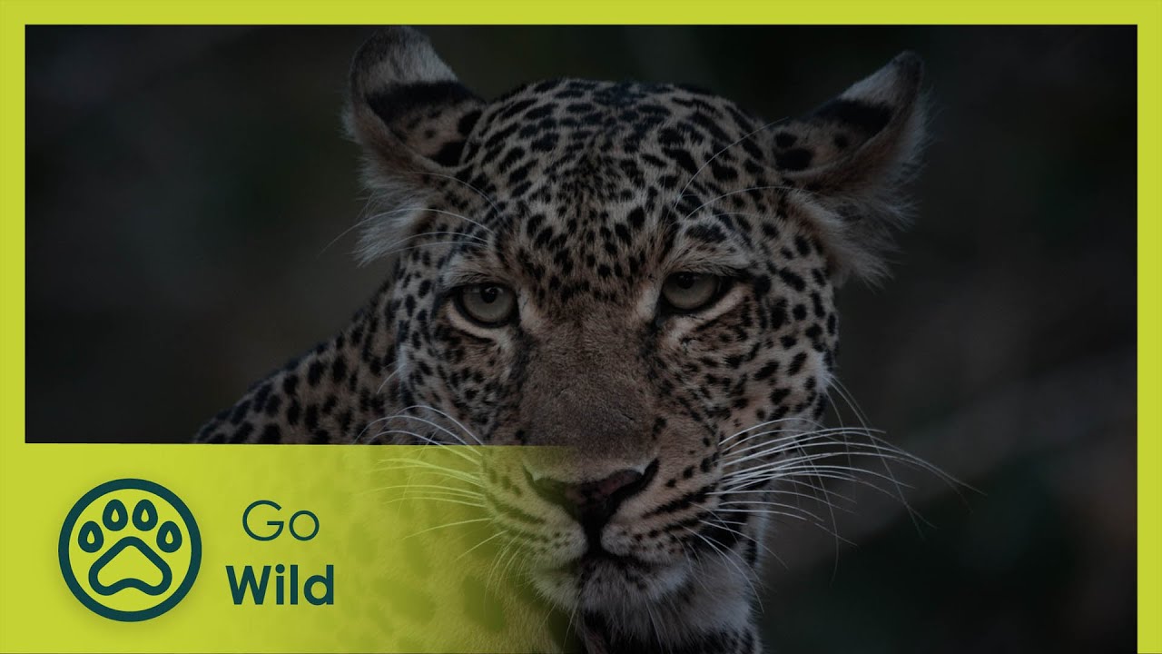 One Day In Wild Zambia