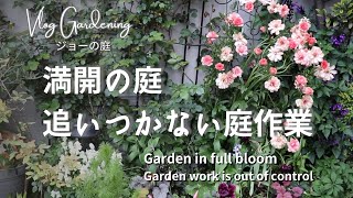 【Vlogガーデニング】満開の庭に咲くチューリップと植物の成長に追いつかない4月の庭　　　#ガーデニング　#庭