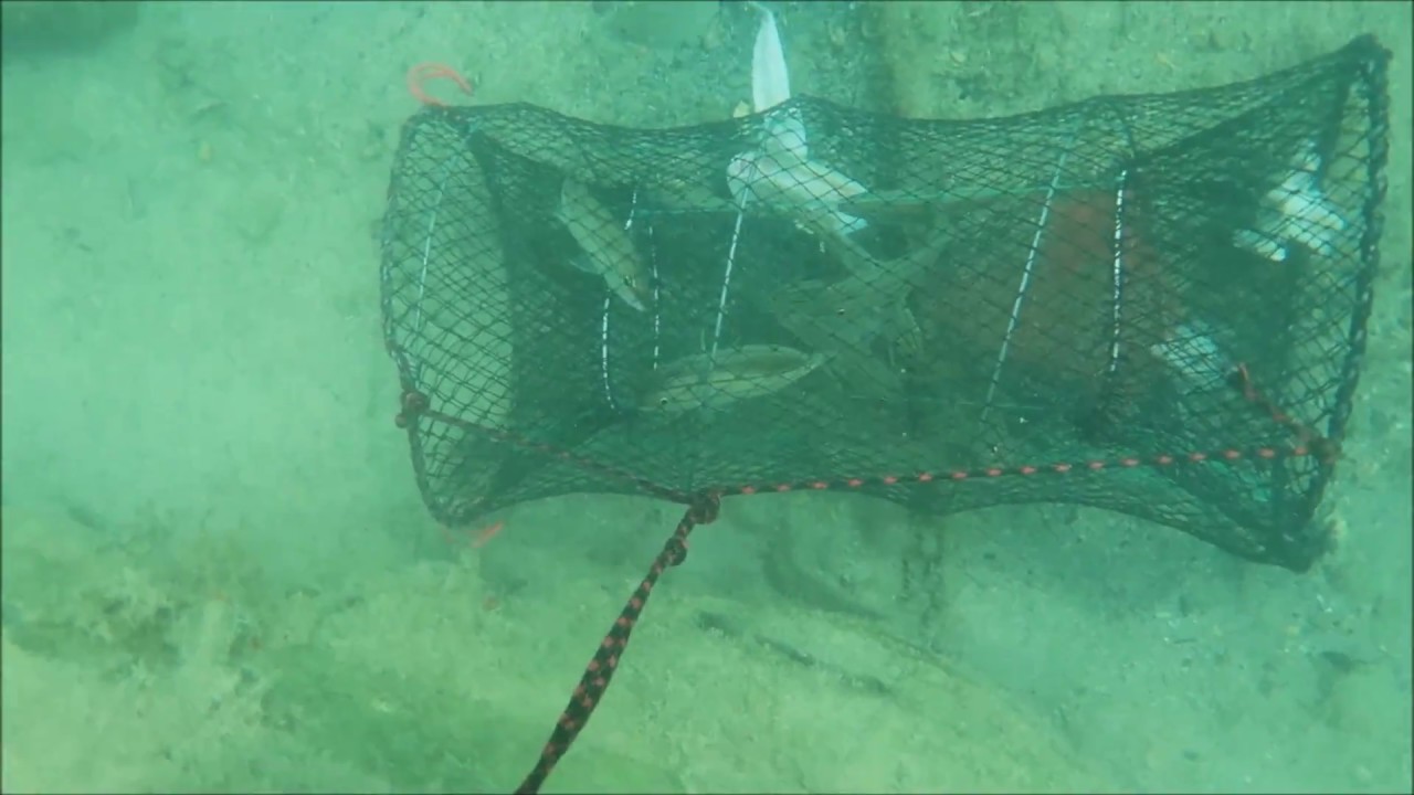 Inside a Bait Fish Trap - Underwater CAM Bait Fish Trap - (Bream / Perch /  Sunfish /Pinfish) 