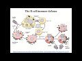 Pathology Lecture - Immunopathology and Compensatory-Adaptive Processes