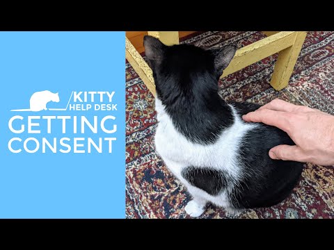 Getting Consent From Your Cat