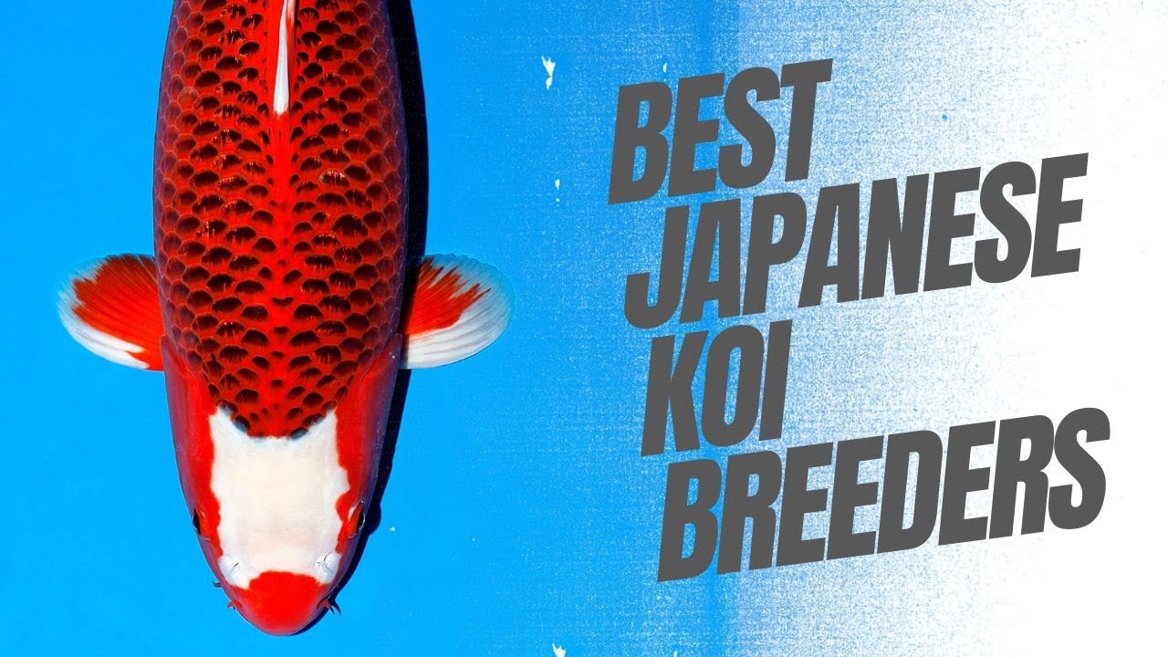 Best Japanese Koi Breeders For Matsuba, Orenji & Yamabuki 