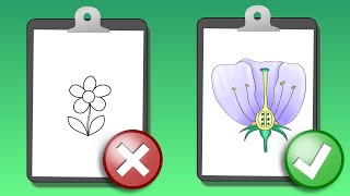 How to Draw a Flower | Insect Pollinated Flowers