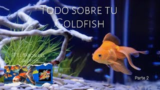 ´´Todo sobre los Goldfish´ FT El Baron del Goldfish ´Parte 2¨