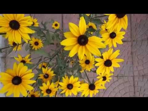 Rudbeckias