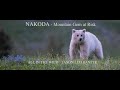 Nakoda  a reminder to respect bears