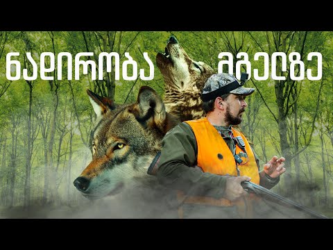 ლიცენზირებული ნადირობა მგელზე დმანისში