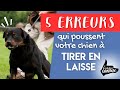 5 erreurs qui poussent votre chien  tirer en laisse