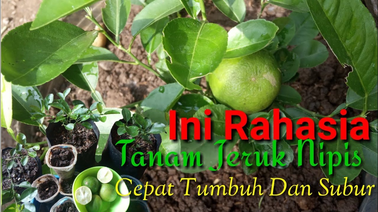 CARA CEPAT TANAM JERUK NIPIS DARI BIJI // DENGAN MUDAH