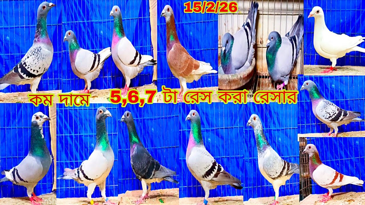 #বাংলাদেশের সবচেয়ে নামিদামি ক্লাবের 5,6,7,8 টা রেসা করা রেসার  কবুতর কিনুন।হৃদয় ভাই আর খামার থেকে।