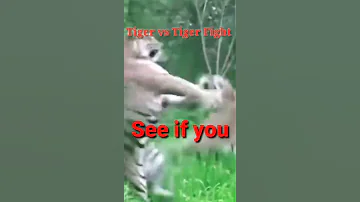 Tiger Vs Tiger Real Fight | Tiger Roar Sound Effect | #shorts #tiger #roar #fight #ytshort 🐯🐅