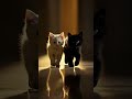 kitten playing in a unique way #animals #cat #catlover#cute #pets#petlover#shortvideo #shorts#love