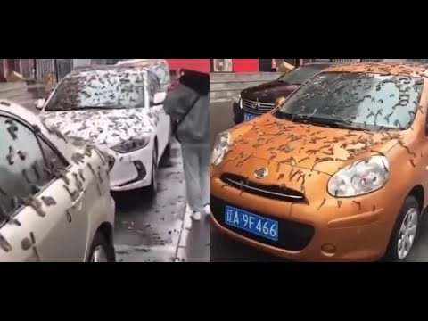 Worm Rain in China: The Bizarre Phenomenon That Intrigued the World
