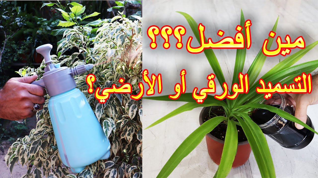 مين افضل؟ رش السماد على الاوراق او سقيه على التربة؟