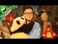 【New Year Special】New Year Wishes From Panda And Nanny 本年度最火網紅--髮箍奶爸和他的熊貓寶貝們