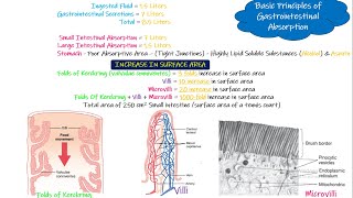 Principles of Gastrointestinal absorption. Chapter 66 (part 4). Guyton and Hall Physiology.