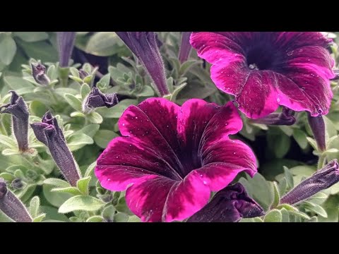 Vídeo: Com cultivar prímules perennes a l'aire lliure
