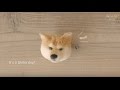 How to make Shiba dog pom-pom (English sub)