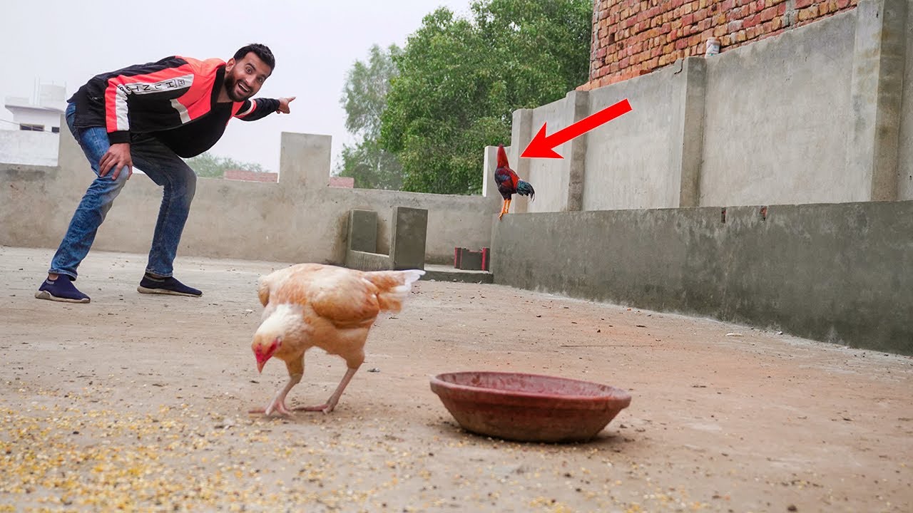 Surprise Gift For My Chicken 🥰