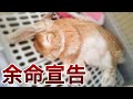 【お知らせ】余命1ヶ月宣告を受けた12歳のうさぎ