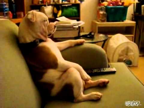 وانتو الكرامه كلب زقرت يخقق ههههههه