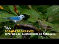 Posada de las Aves: El Paraíso del Avistamiento en Antioquia - TvAgro por Juan Gonzalo Angel