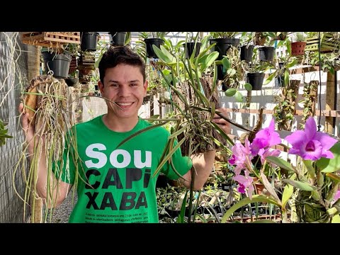 Vídeo: Cultivo de Brassavolas: tipus d'orquídies Brassavola