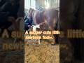 Supper cute little newborn foal. #pony #cuteanimals #horse #funnyshorts