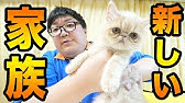名前募集 マホト ついに仲間家で猫を飼う Youtube