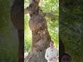 Mardin Zınnar'daki 4 Asırlık Anıt Doğu Çınarı #anıtağaç #shorts