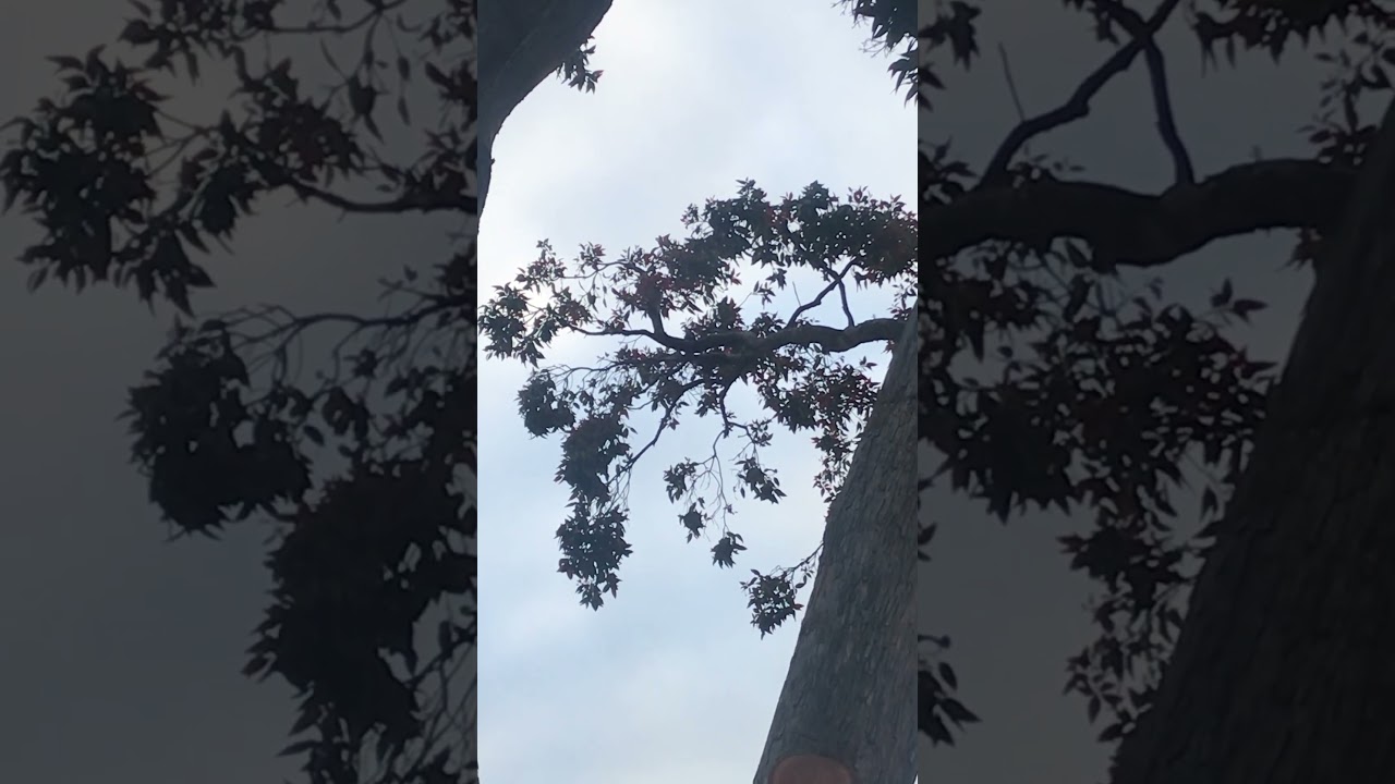 Turn up for baby crow sounds!