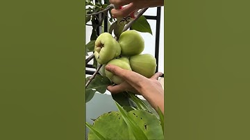 Mận xanh đường – giống ngon số 1, ai trồng cũng mê #mậnxanhđường , #cayanqua, #câyănquả