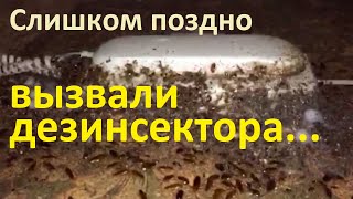 Что будет, если не уничтожить тараканов вовремя: пример из квартиры в Москве
