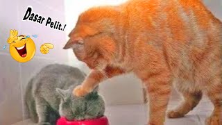 TAHAN TAWA! 10 Menit Kompilasi Video Kucing Lucu Banget Bikin Ngakak yang Akan Membuatmu Tertawa