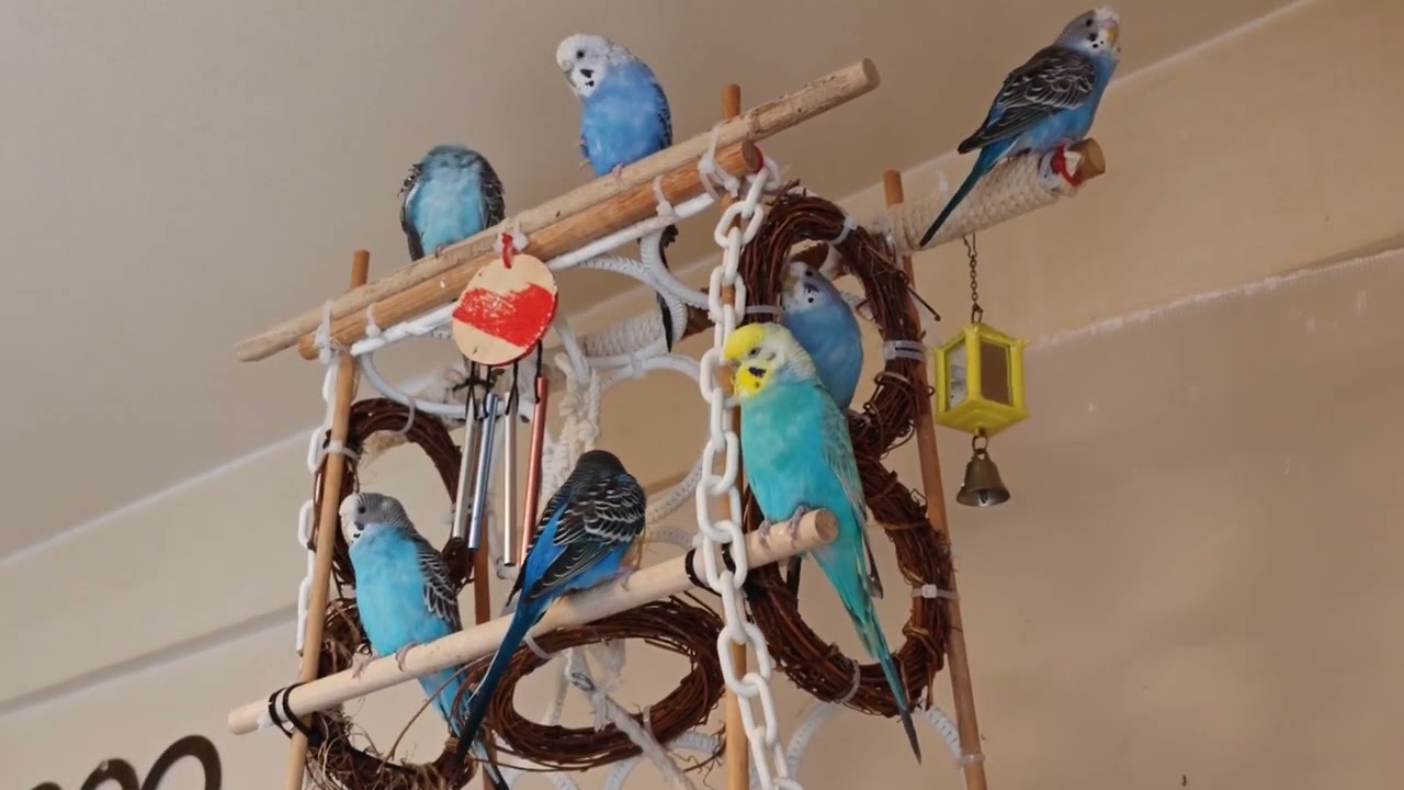 放鳥中…チビさんが７羽増えて、誰が誰だか分かり辛い…^^;