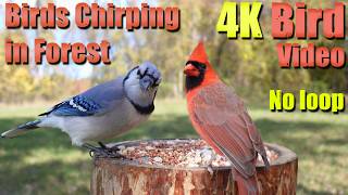 Birds Singing in the Woods, CatTV, Relaxing Sound for Separation Anxiety, DogTV