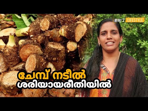 ചേമ്പ് നടീൽ ശരിയായരീതിയിൽ | ചേമ്പ് കൃഷി | Chembu Krishi Tips In Malayalam | Colocasia Farming