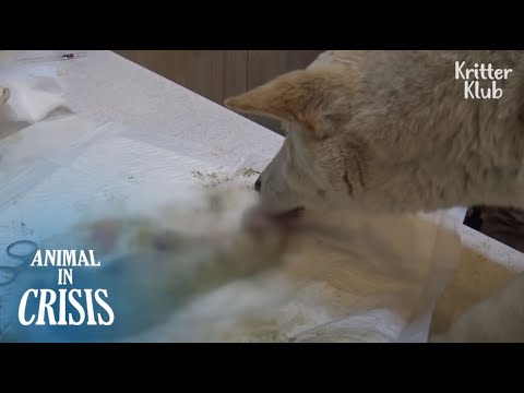 Video: Anjing Menjadi Tertekan Ketika Keluarga Kembali Ke Tempat Penampungan