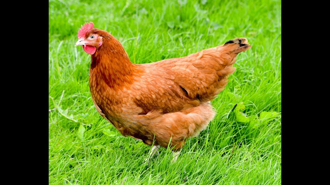 Hybrid Hens Blacktail YouTube