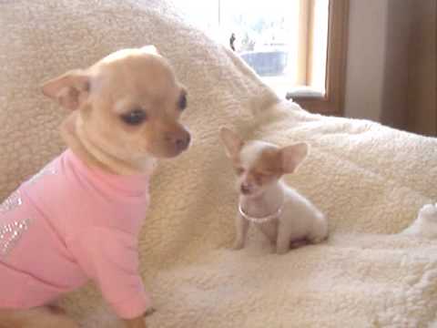 fawn chihuahua