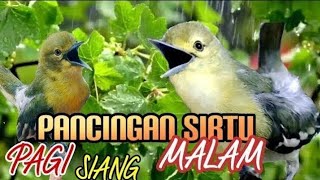 Download Lagu Pancingan sirtu pagi,siang malam terbaik sepanjang masa,ampuh bikin emosi lawan MP3 Download Lagu Pancingan sirtu pagi,siang malam terbaik sepanjang masa,ampuh bikin emosi lawan MP3