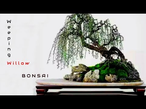 Video: Weeping Willow (64 Bilder): Dekorativ Bonsai Och Andra. Hur Multipliceras Det? Växer Det Snabbt? Beskrivning Och Exempel På Deras Sommarstuga
