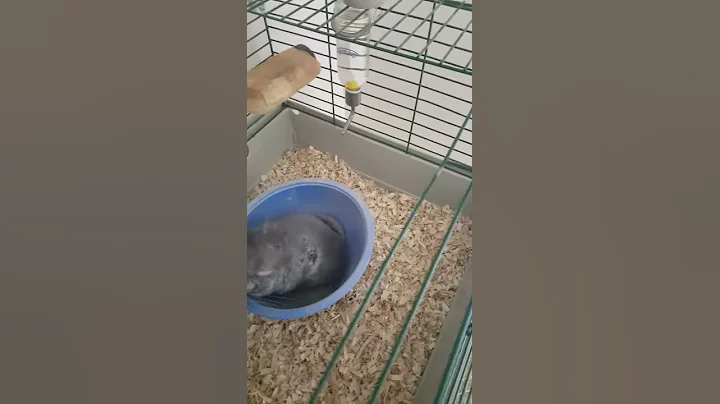 My uncle's chinchilla