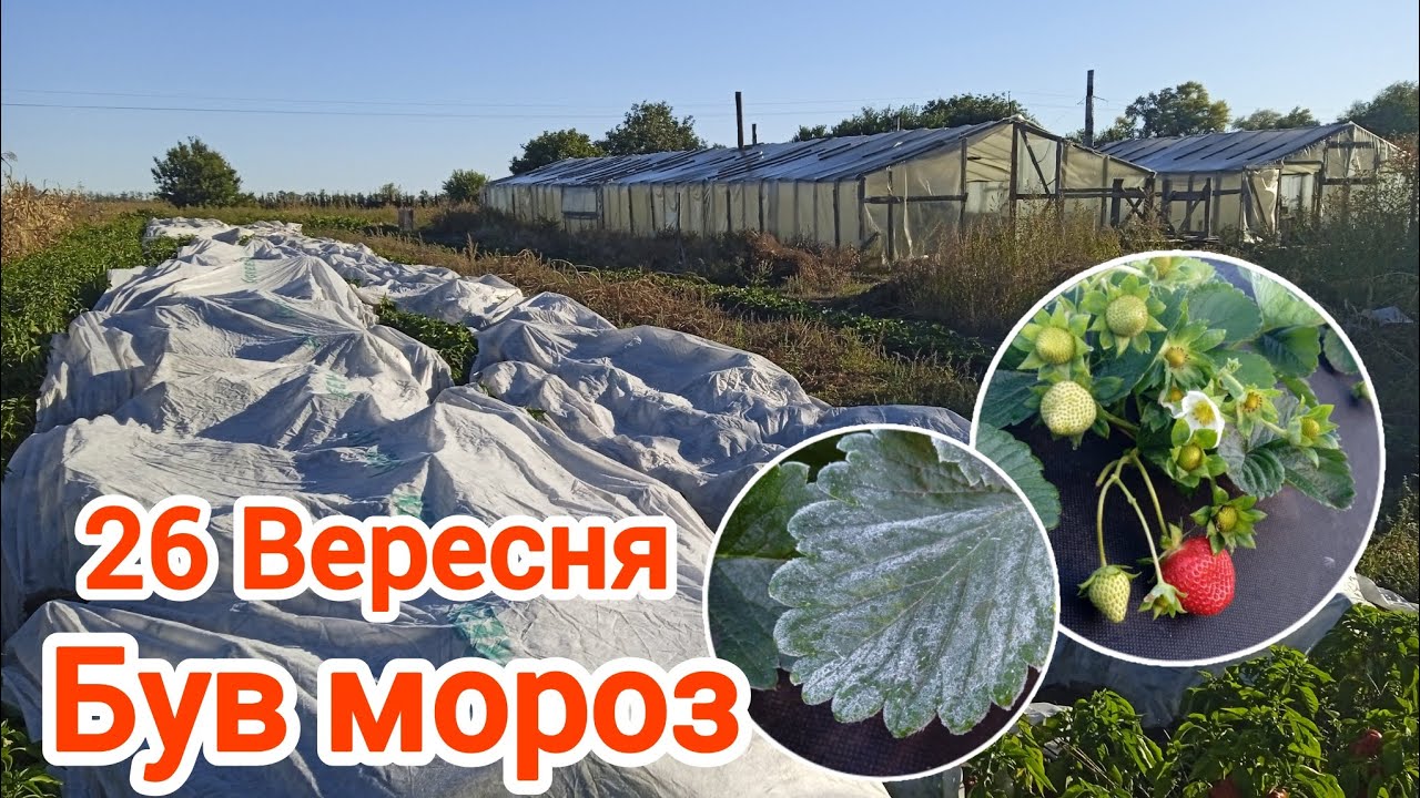 Перший приморозок. Огляд перцю кримсон Кінг та Геркулес.