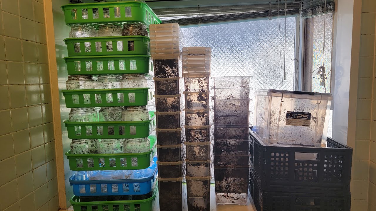 ノロ明けノロノロ洗い物なんだけど